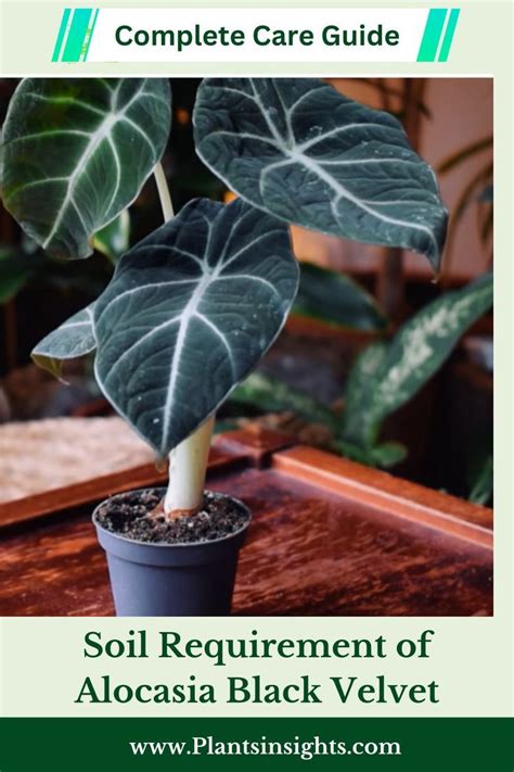 alocasia moisture meter|alocasia care tips and tips.